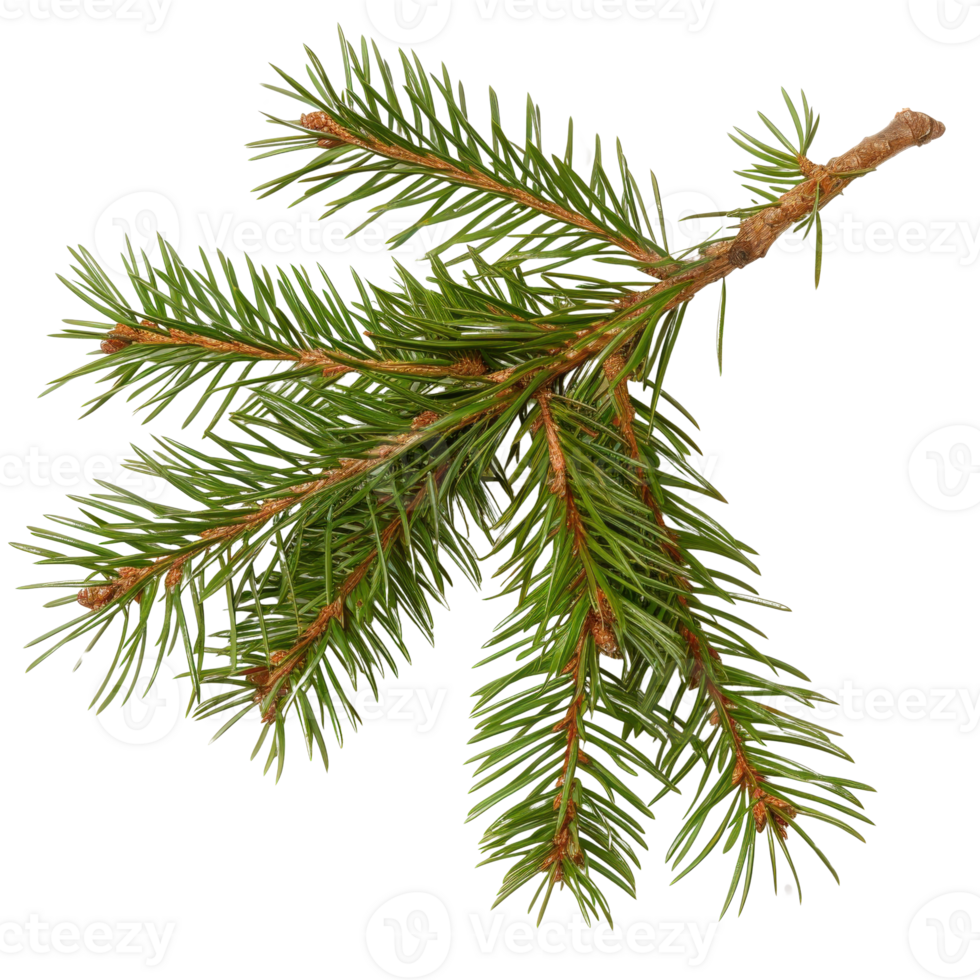 Fresh Green Pine Branch with Needles Isolated on White Background for Nature and Decoration png