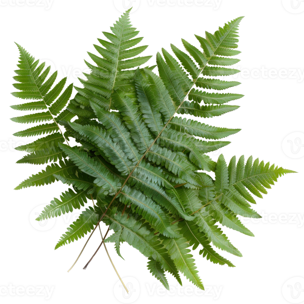 Lush Green Fern Leaves Displaying Natural Beauty and Intricate Leaf Patterns in Soft Light png