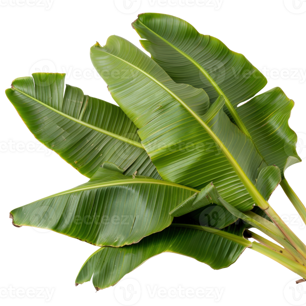 Green Tropical Leaves Close-Up Image on White Background for Nature and Botany Concepts png