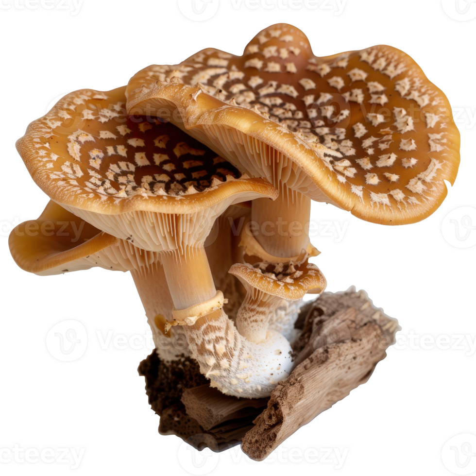 Detailed close-up view of exotic mushrooms growing on a piece of natural wood png