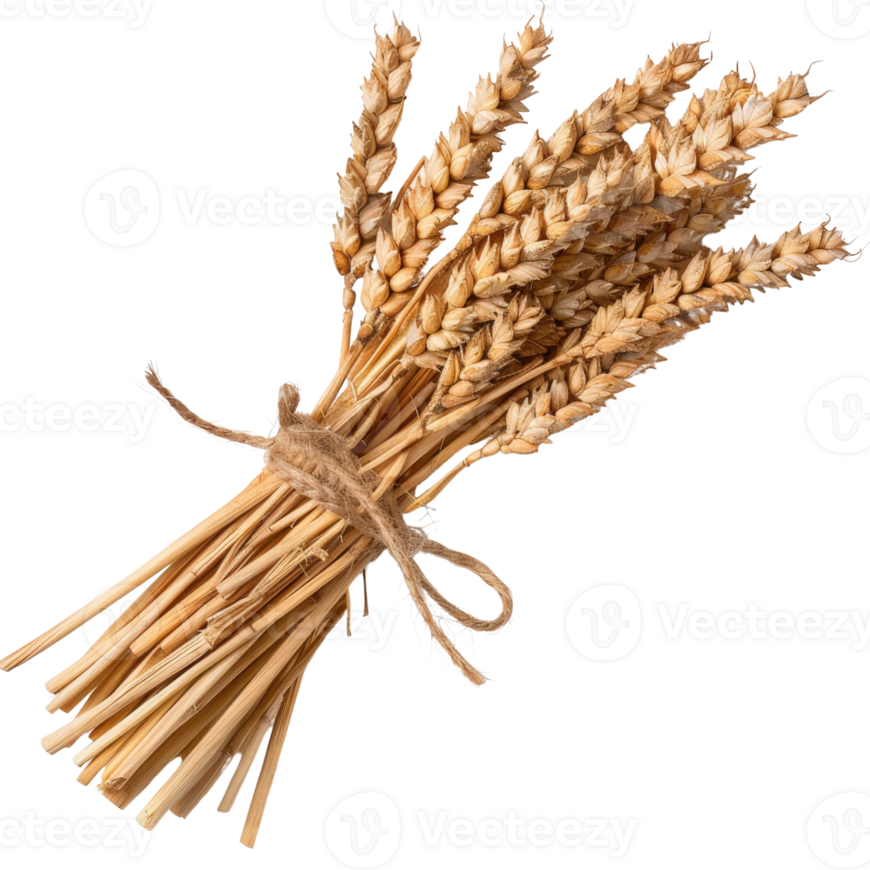 Bundle of Dried Wheat Stalks Tied with Twine on a White Background for Rustic Decor png
