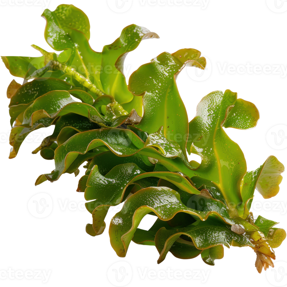 Lush Green Marine Algae with Wavy Leaves on Transparent Background png