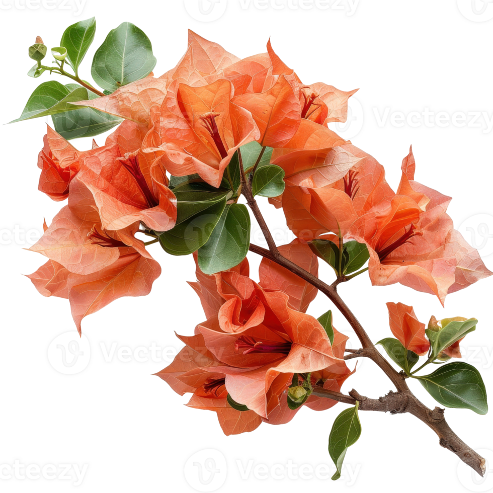 Vibrant Orange Bougainvillea Flowers and Leaves Captured in Natural Light on a Branch png