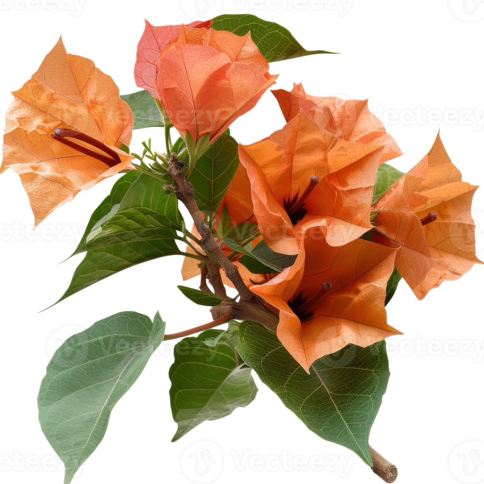 Vibrant Bougainvillea Flower Blooms with Orange Petals and Lush Green Leaves on a Branch png