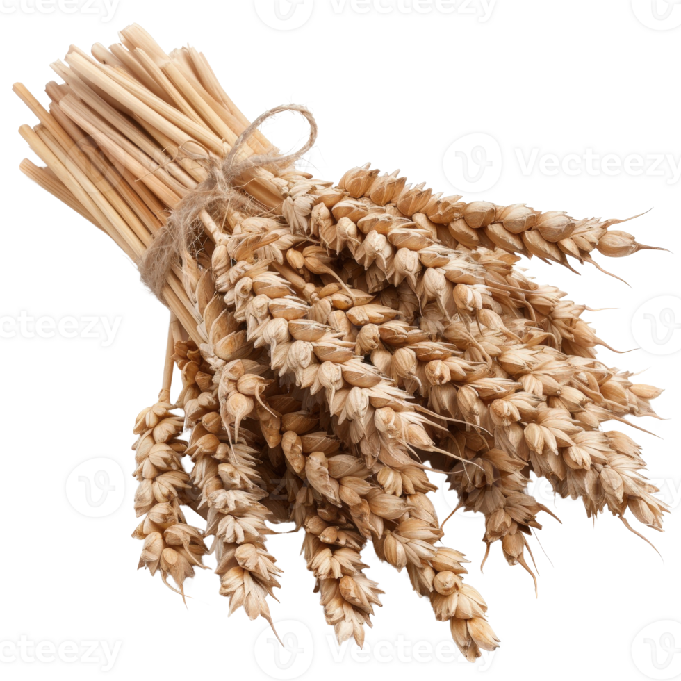 Bundle of Golden Wheat Ears Tied with Twine on a White Background for Agricultural Concept png