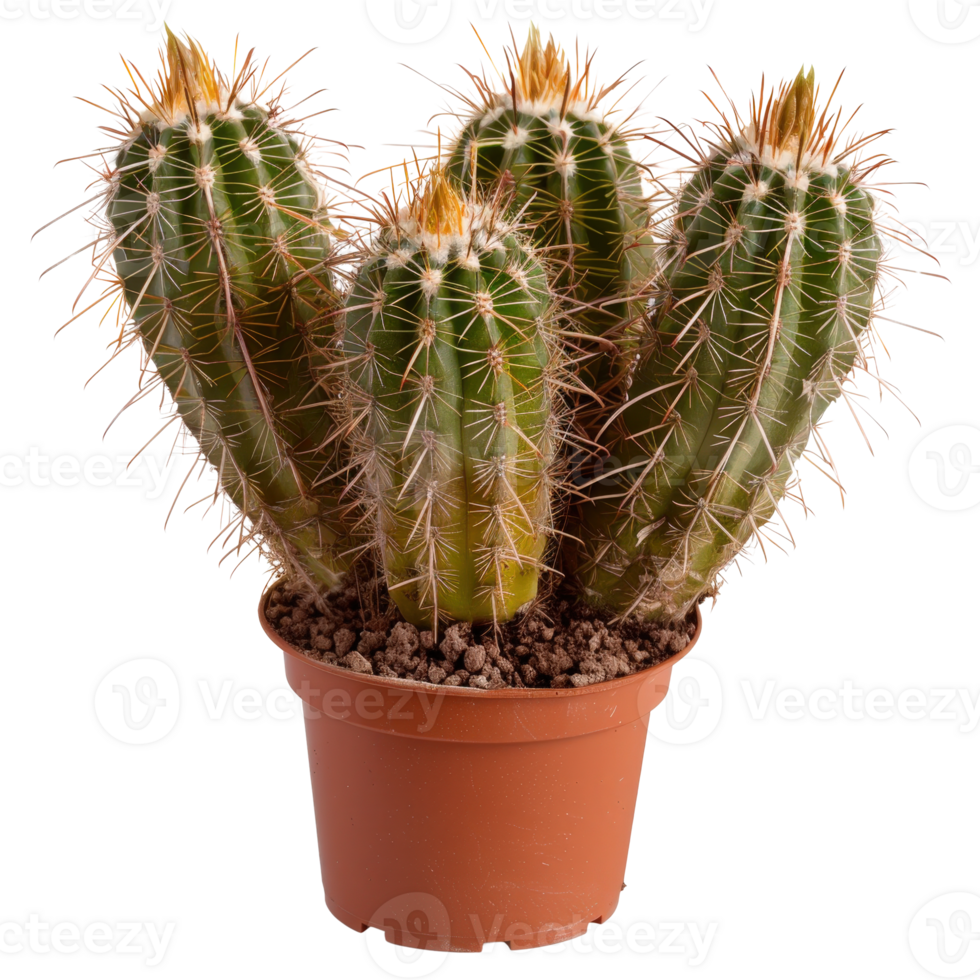Vibrant Green Cactus Plant in a Brown Pot with Distinctive Spines and Beautiful Structure png