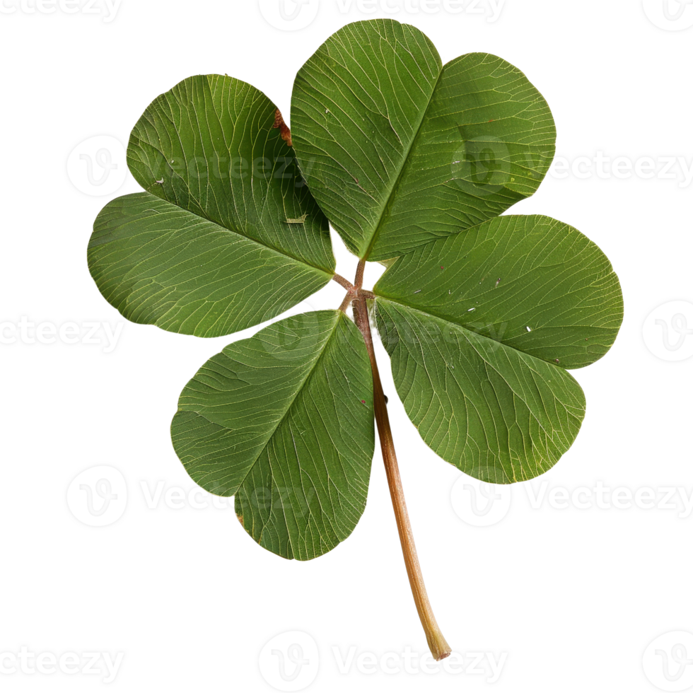 Close-up of a Fresh Green Clover Leaf Isolated on White Background for Nature and Luck Themes png