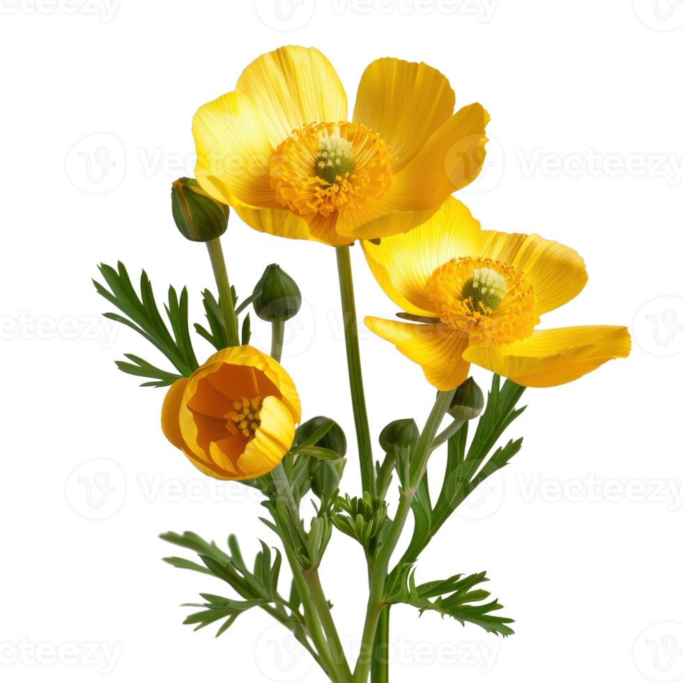 Bright Yellow Wildflowers Blooming in Nature with Green Leaves and Delicate Petals png