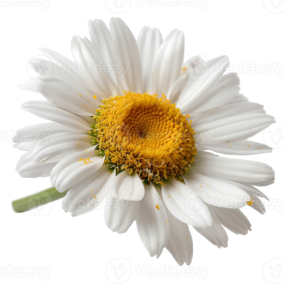 Beautiful close-up of a single white daisy flower with vibrant yellow center and textures png