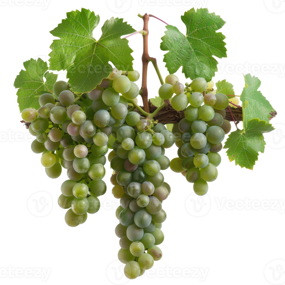 Fresh Green Grapes with Leaves on Vine Isolated on White Background Perfect for Healthy Food Concepts png