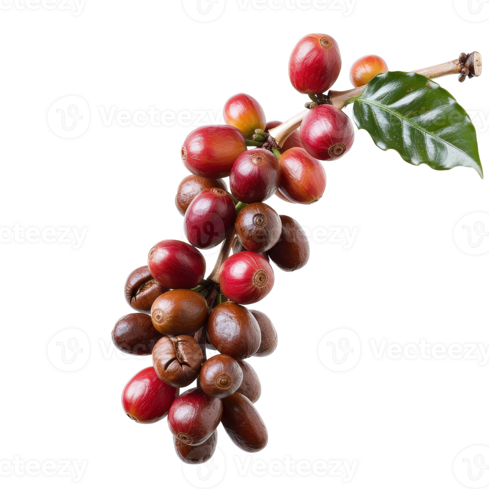 Fresh Coffee Cherries on a Branch with Green Leaves Isolated on White Background png