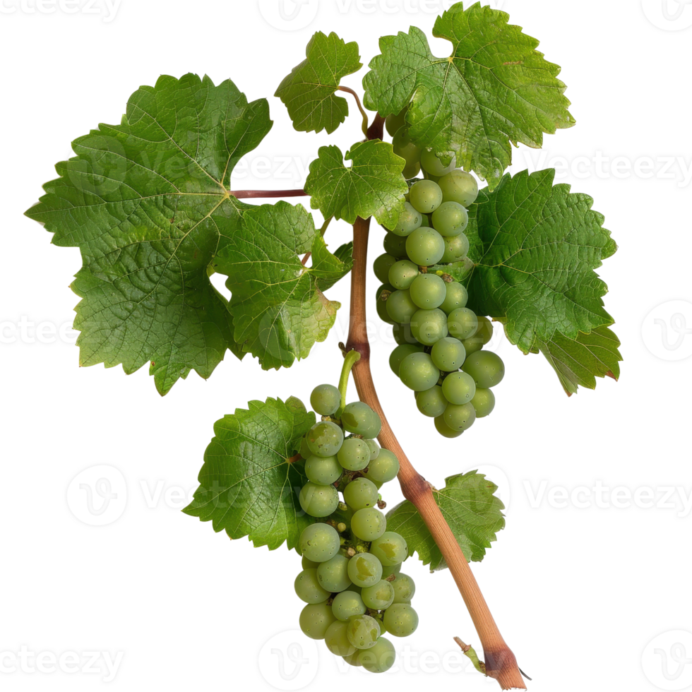 Fresh Green Grapes on Vine with Lush Leaves Isolated on White Background for Culinary Use png