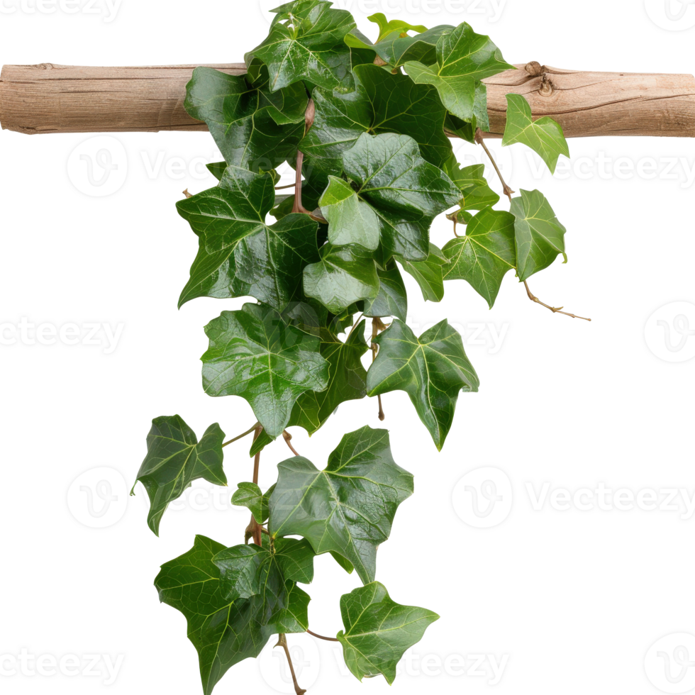 Green Ivy Leaves Climbing on Wooden Branch Against White Background Natural Decoration png
