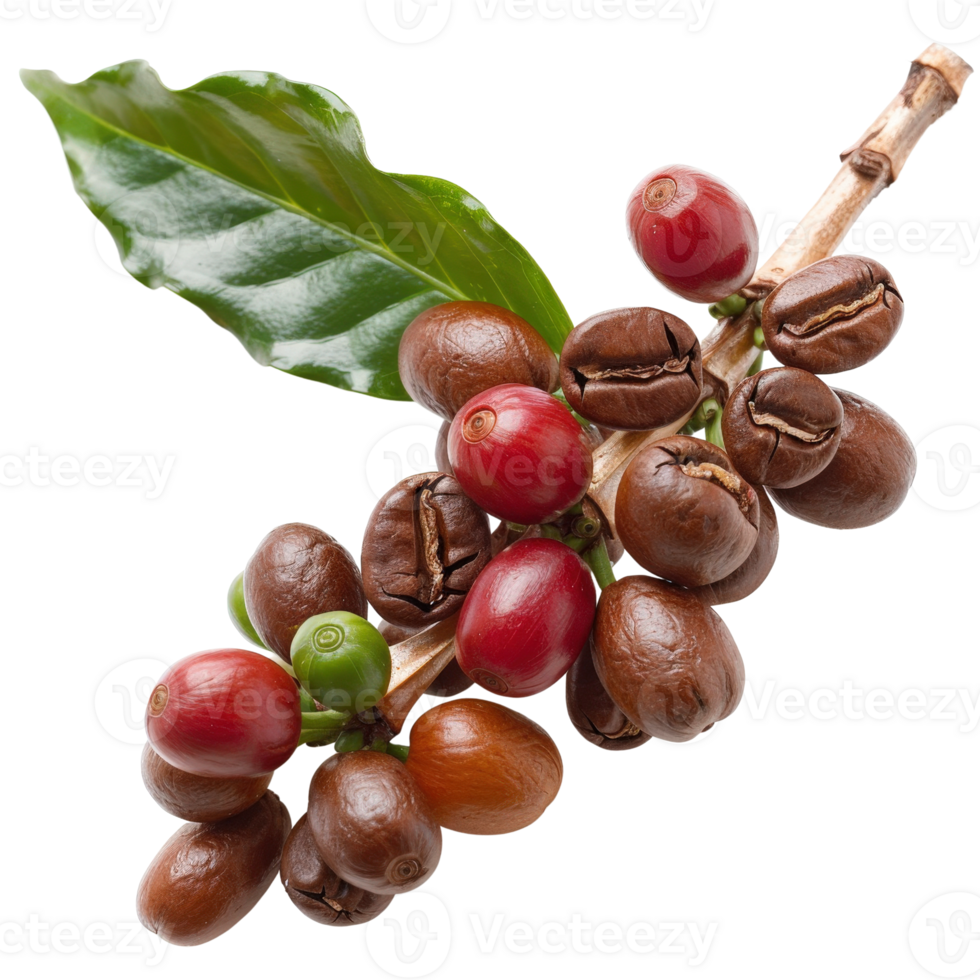 Fresh Coffee Beans on Branch with Green Leaves and Red Berries Ready for Harvesting and Brewing png