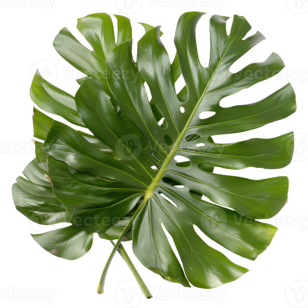 Green Monstera Leaf Isolated on White Background for Natural Decor and Design Elements png