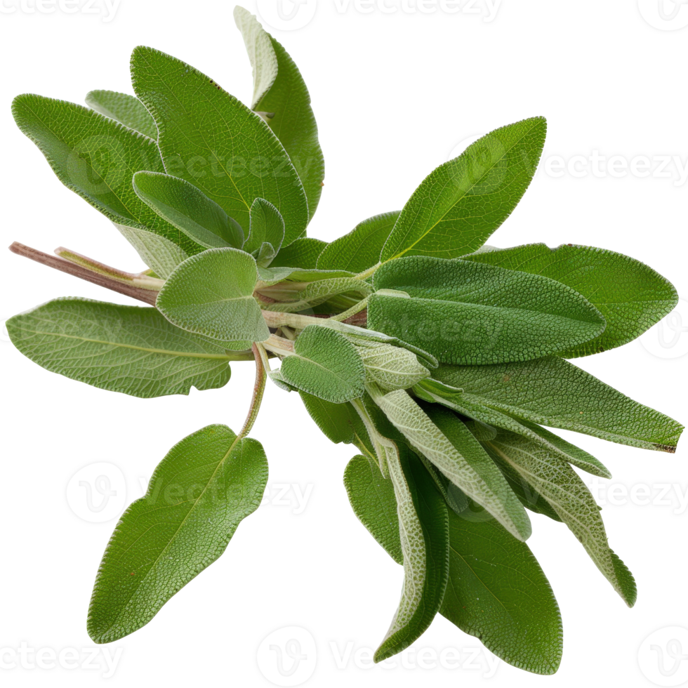 Fresh Sage Leaves on White Background with Detailed Texture and Vibrant Green Color png