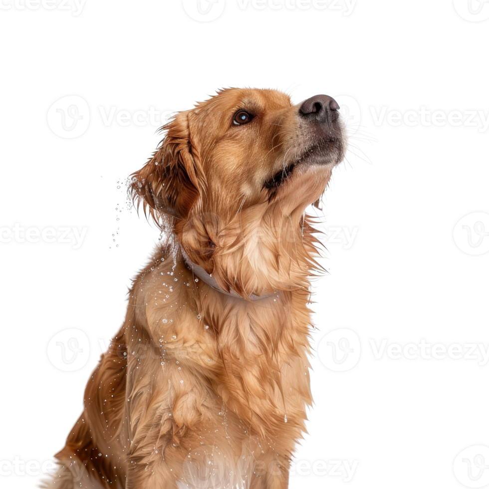 Golden Retriever with Water Droplets Against White Background Showing Playful Expression png