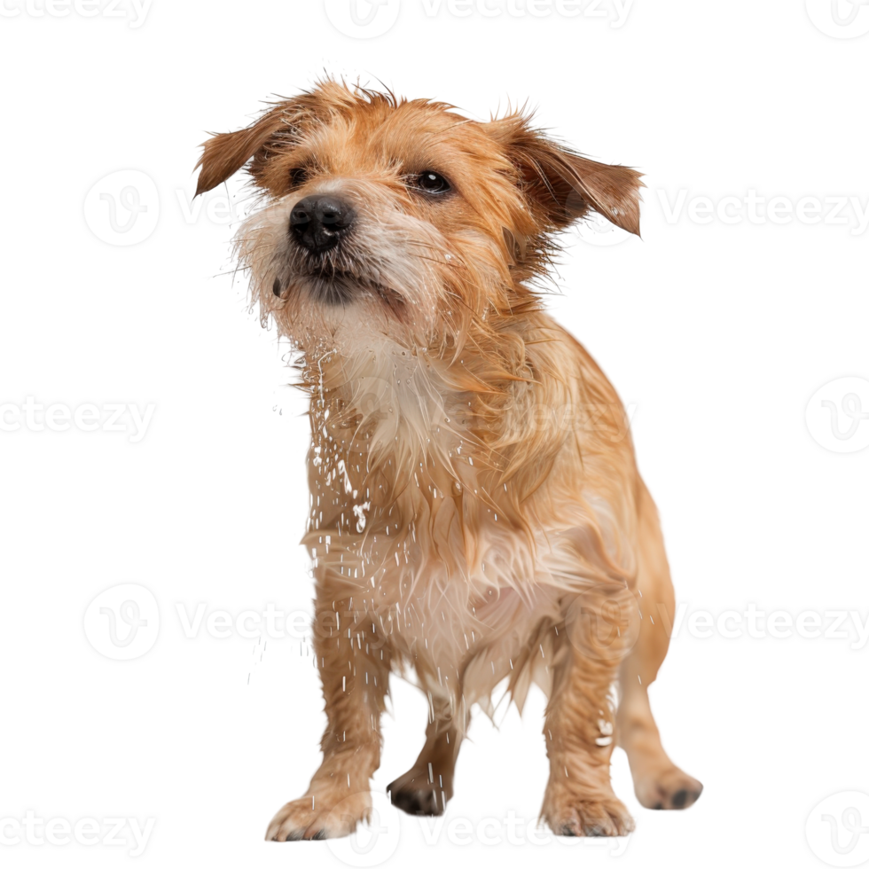 Cute Small Dog Shaking Off Water After Bath in Studio Background with Whiskers and Fluffy Fur png