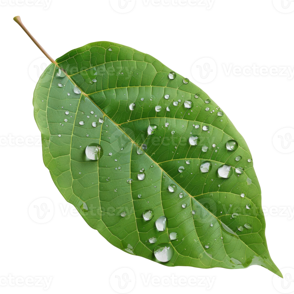 Fresh Green Leaf with Water Droplets Isolated on White Background for Nature Photography png