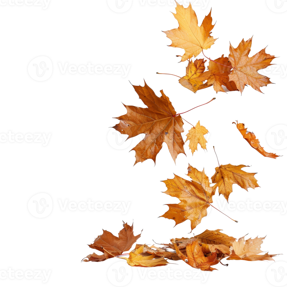Falling Autumn Leaves in Vibrant Orange and Yellow Colors Gently Descending to Ground png