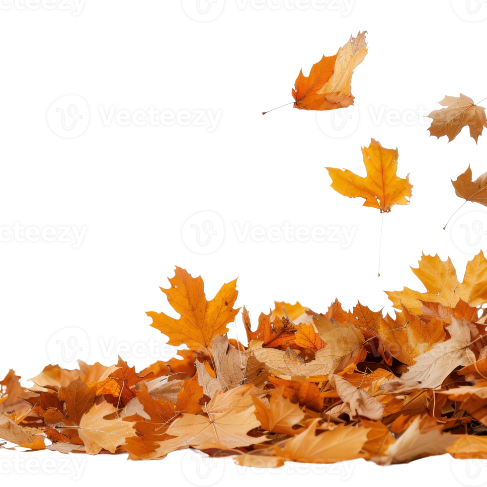 Colorful Autumn Leaves Falling Gracefully on a Transparent Background in Natural Landscape Scene png