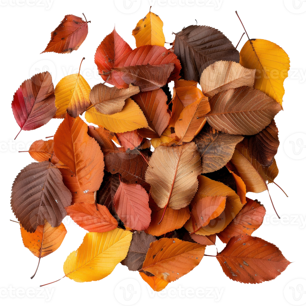 Colorful Autumn Leaves on White Background Celebrating the Beauty of Seasonal Change in Nature png