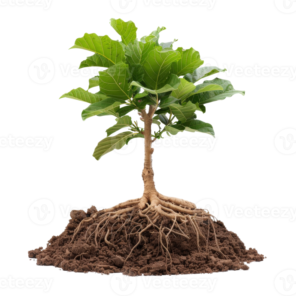 Young Tree with Strong Roots and Green Leaves Isolated on White Background for Nature Concepts png