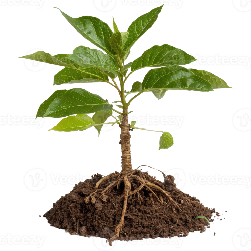 Young Plant with Roots Emerging from Soil in Isolated Background for Nature and Growth Concepts png