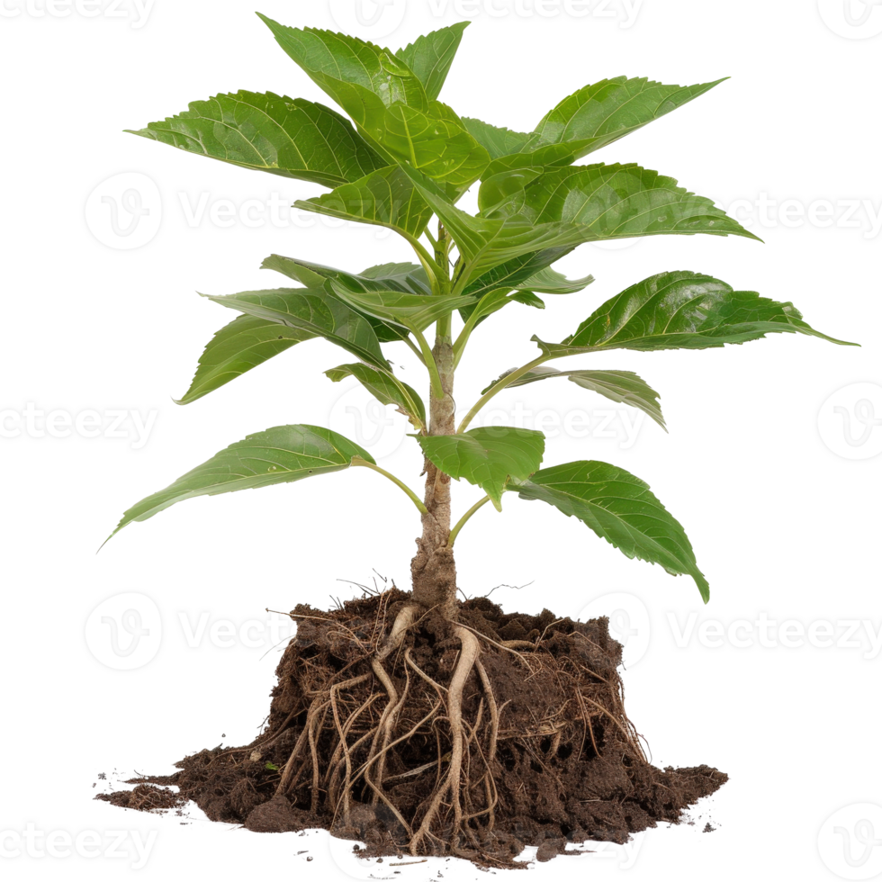 Small Green Plant with Exposed Roots and Soil Isolated on a White Background for Nature Concept png