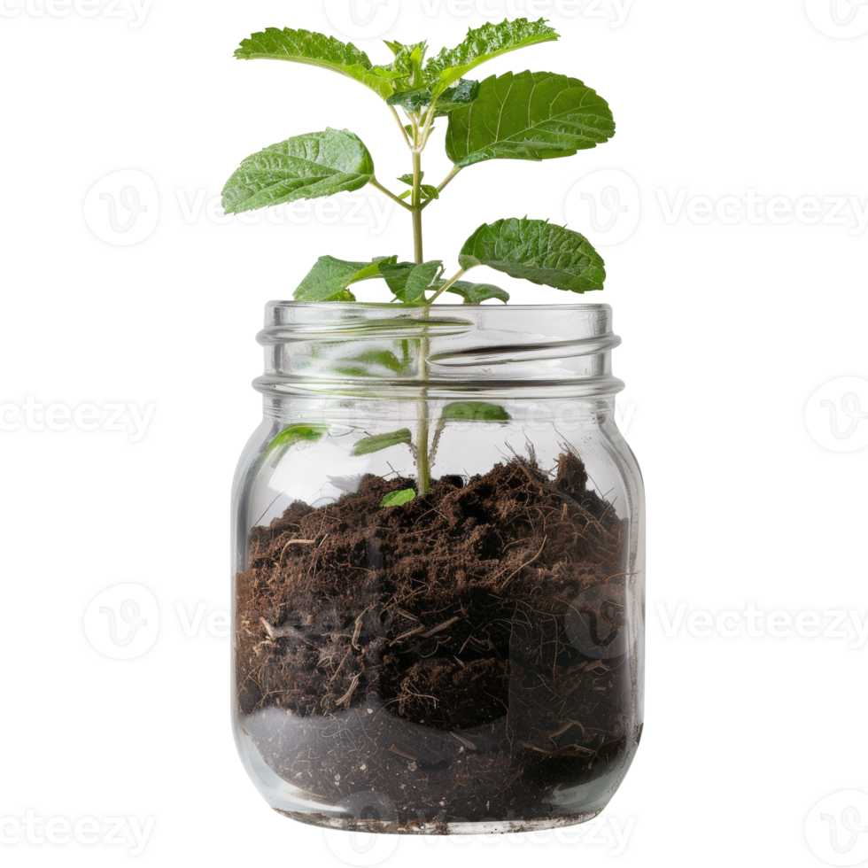 Green Plant Growing in Transparent Jar with Soil Isolated on White Background png