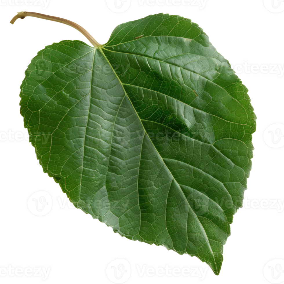 Close-Up Photograph of a Green Leaf with Detailed Texture and Natural Patterns in Bright Light png