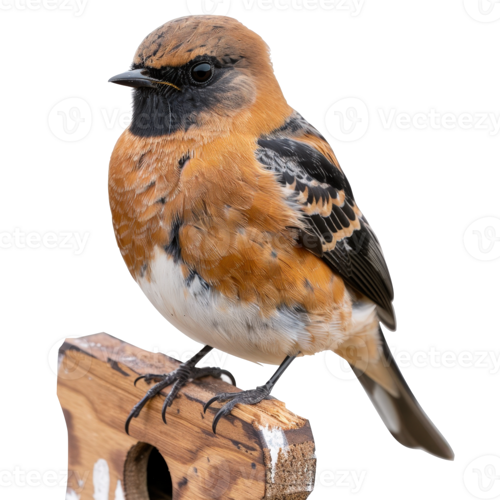 Vibrant Songbird Perched on Wooden Birdhouse with Intricate Feather Patterns and Bright Colors png