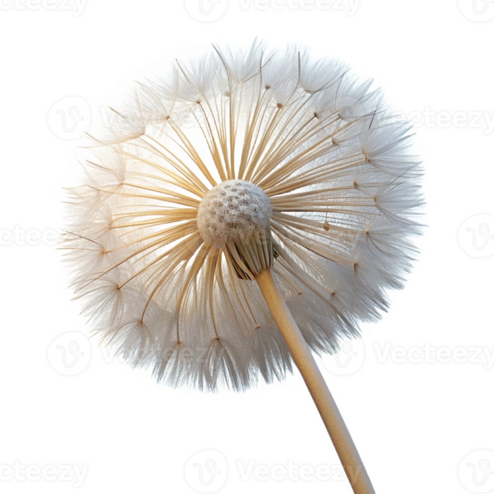 dramatic minimalist A single dandelion seedhead, intricate details, delicate white filaments, backlit by a soft glow, macro photography high resolution png