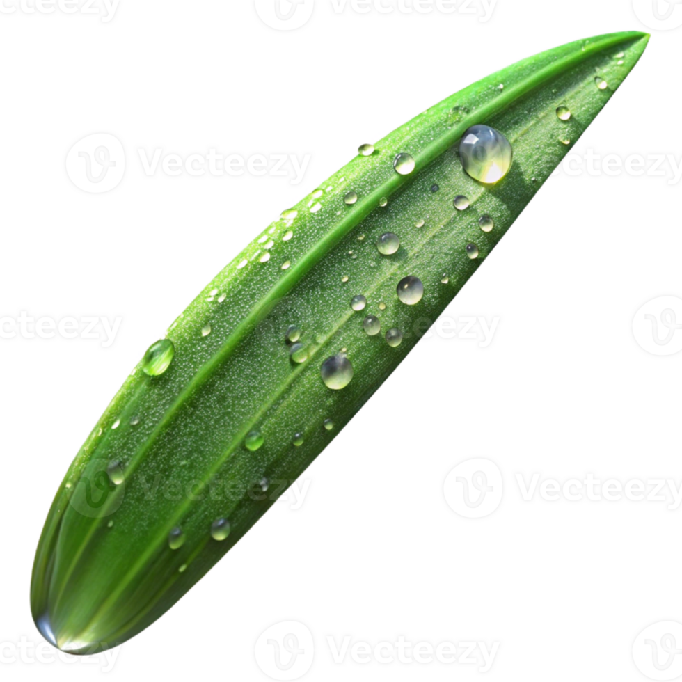 dramatic traditional A close-up of a dew-covered blade of grass, sparkling in the sunlight, macro photography style premium png
