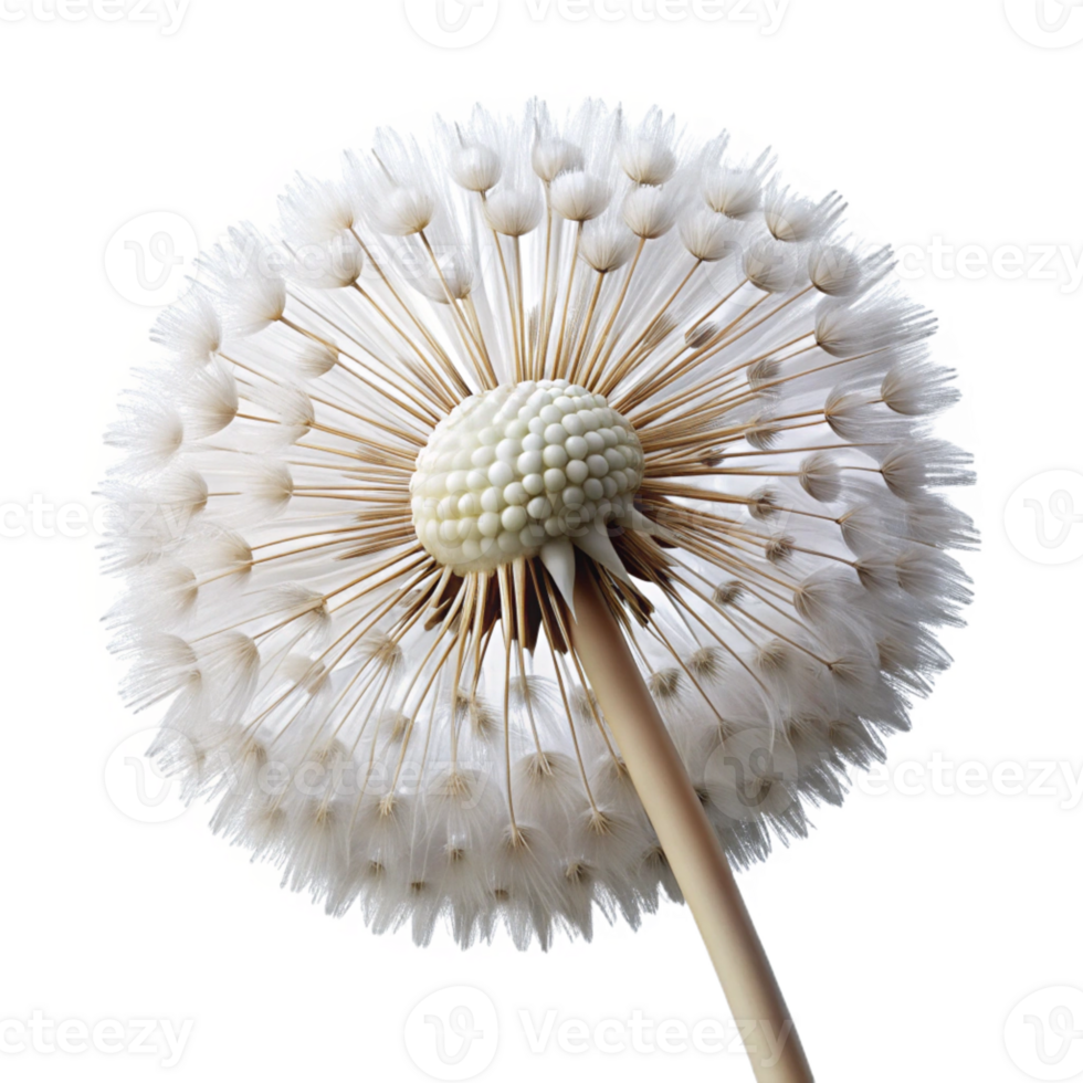 stunning classic A close-up of a dandelion seed head, delicate white seeds ready to be blown away, macro photography style high quality png