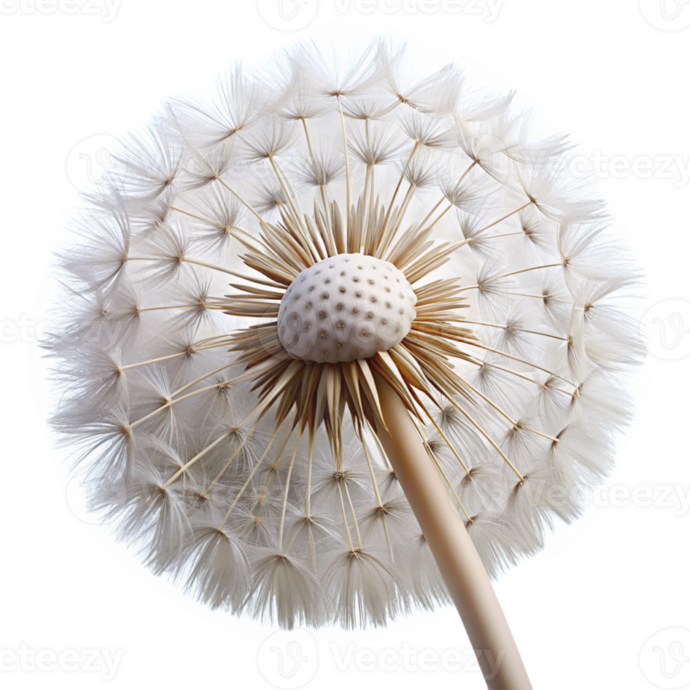 vibrant creative A close-up of a dandelion seed head, delicate white seeds ready to be blown away, macro photography style detailed png