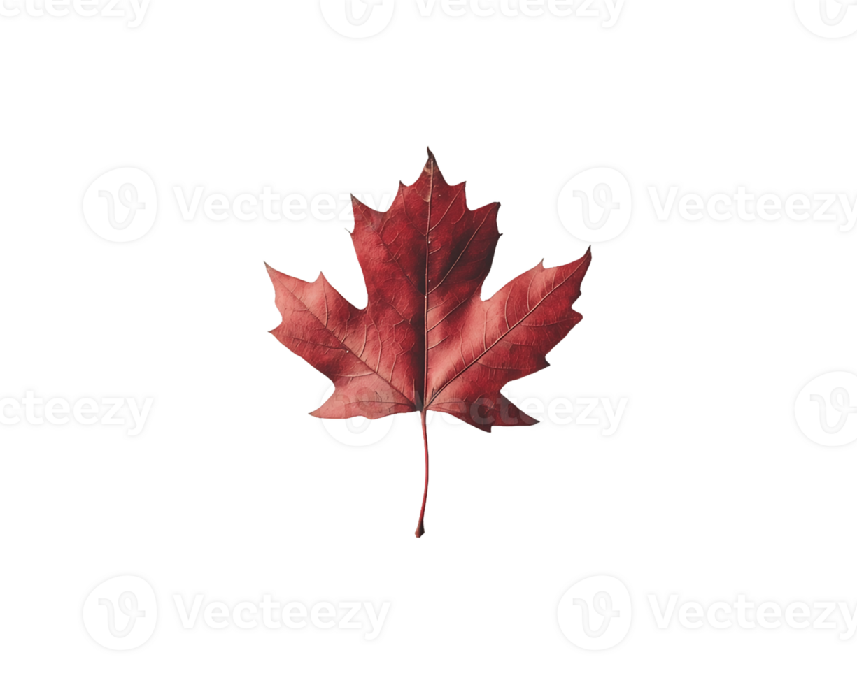 Single Red Maple Leaf on a Transparent Background png