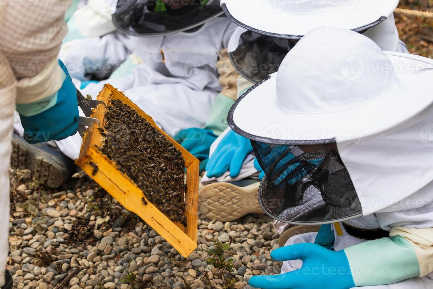 Beekeeper showing honeycomb to group of kids in apiary photo