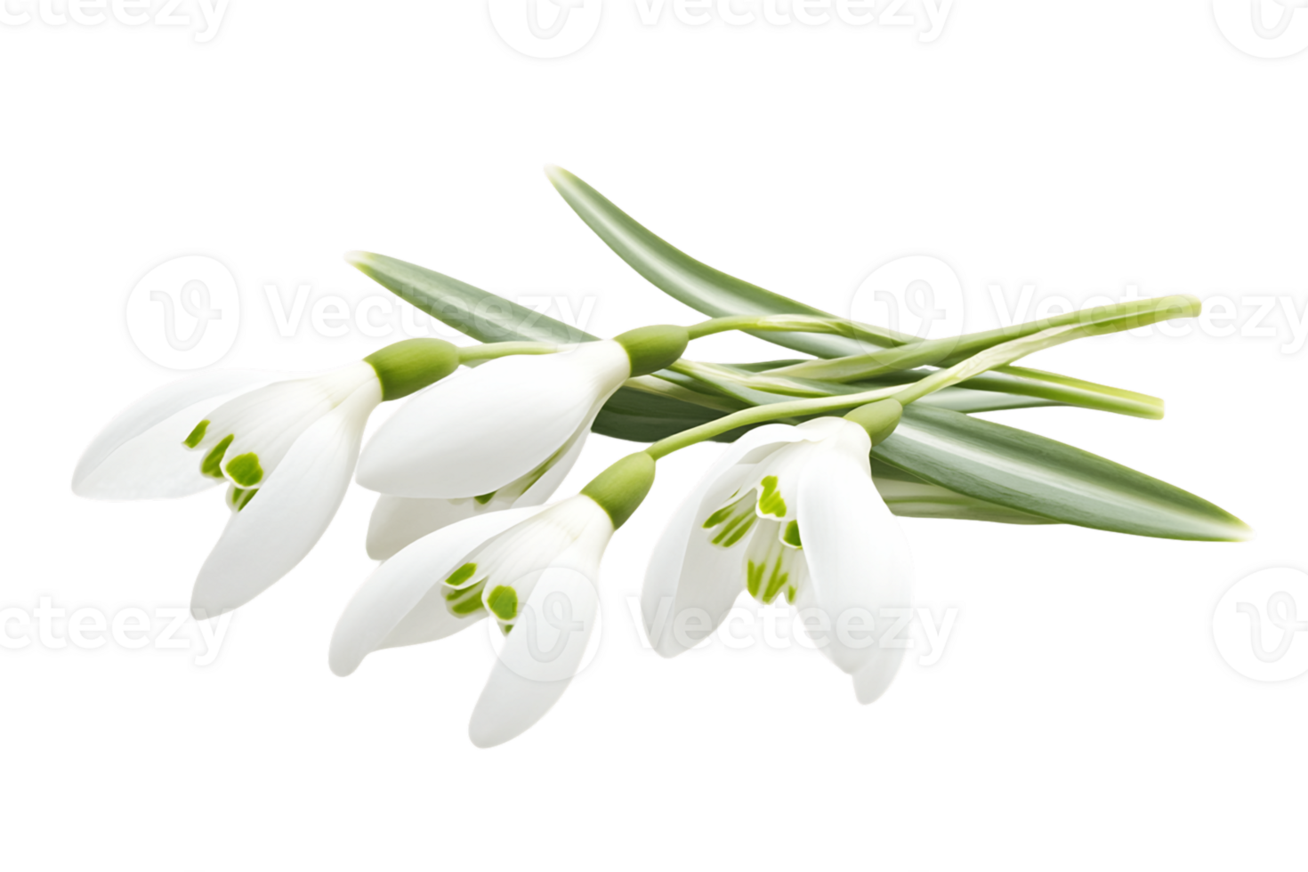 Delicate White Snowdrop Flowers on Transparent Background png