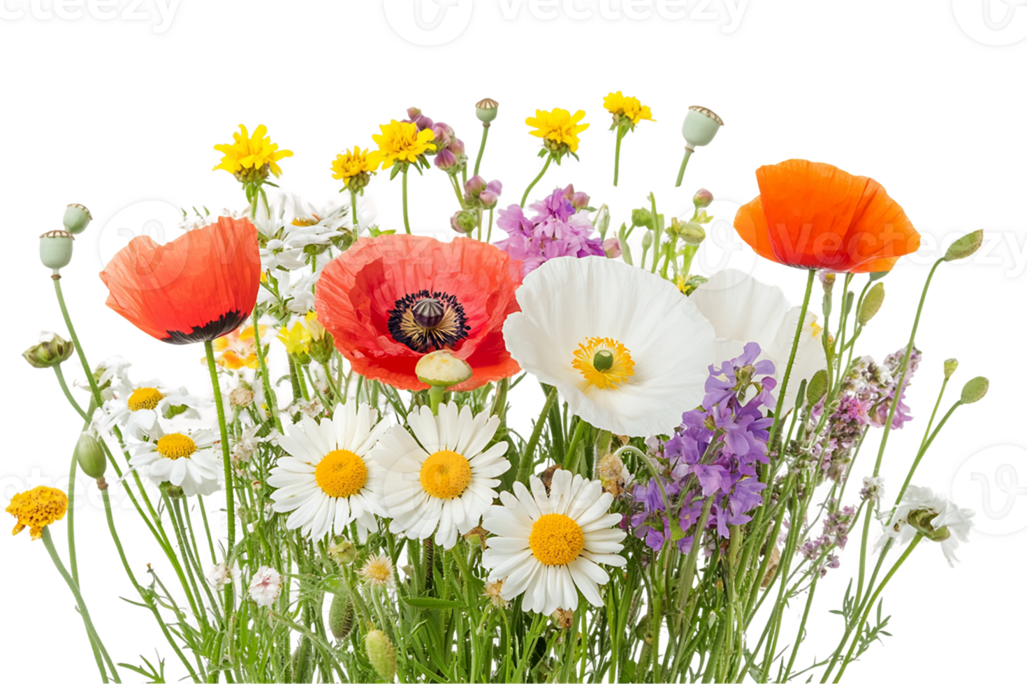 Vibrant Wildflower Bouquet with Red Poppies and Daisies on a Transparent Background png