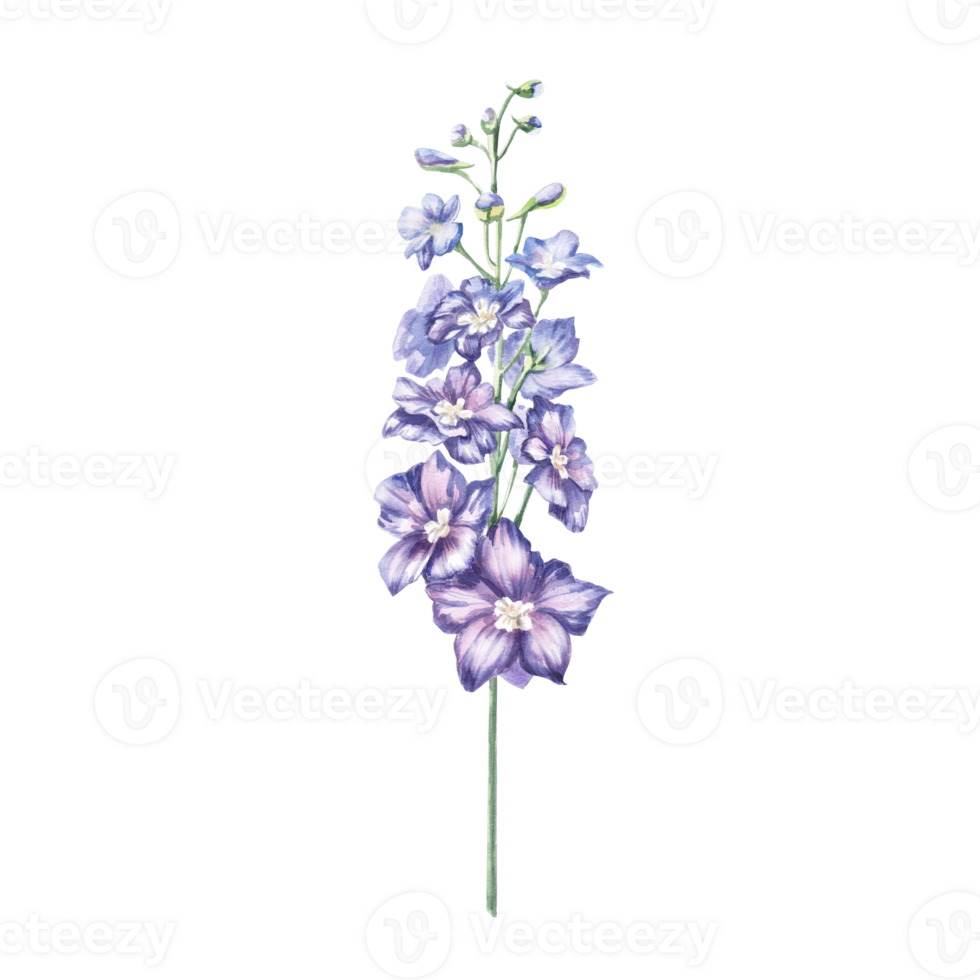 Delphinium flower. Isolated watercolor illustration of garden flower in realistic style for holiday decoration, printing on textiles, clothes, postcards, gardening blogs. png
