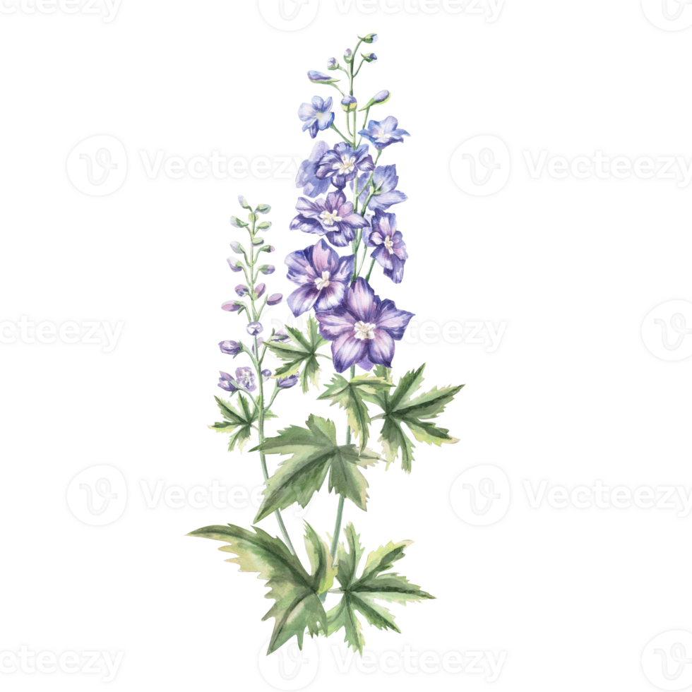 Delphinium flower with a branch of unblown buds and leaves. Isolated watercolor illustration of a flower for holiday decoration, weddings, textile printing, gardening blog design. png