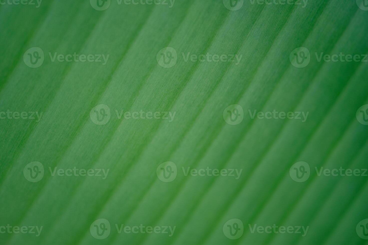 a close up of a green leaf with a white background photo