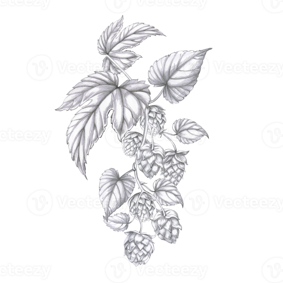 Branch with hops. Isolated pencil illustration in realistic style for menu design, bars, restaurant interior, poster printing, kitchen accessories. png