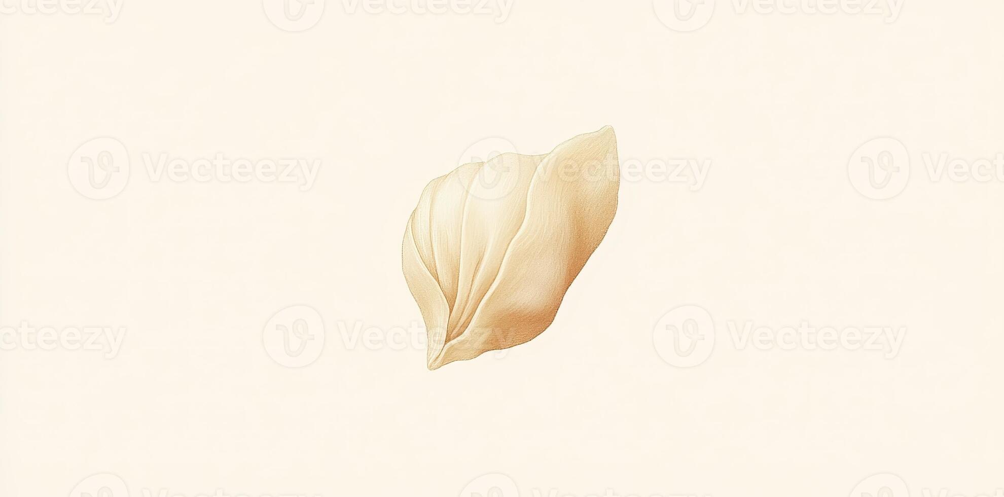 The isolated image showcases a delicate and subtle flower petal photo