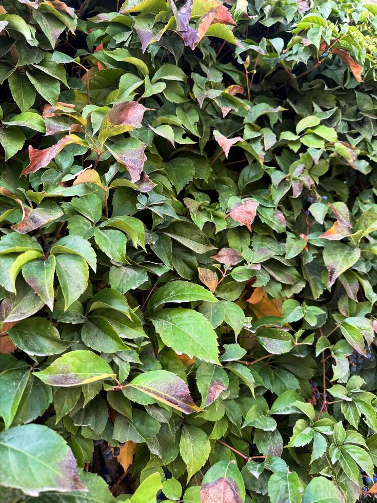 Green leaves with hints of autumn colors enveloping a wall in a peaceful garden photo