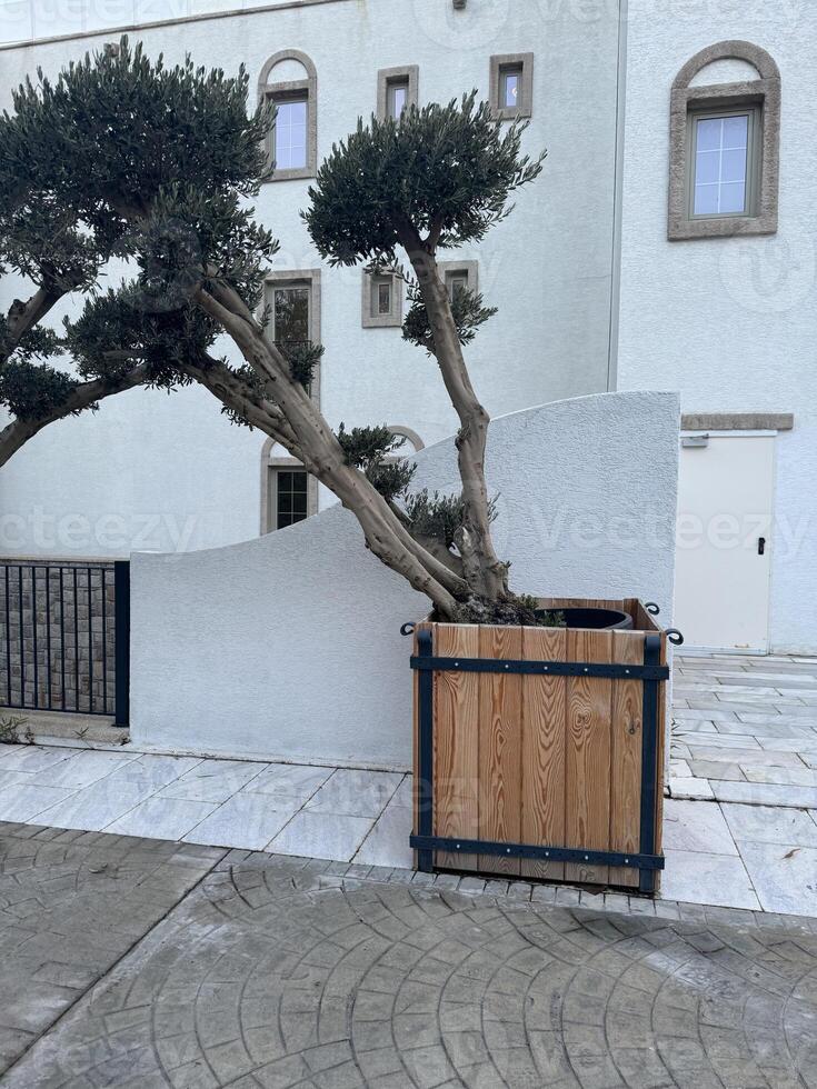 Unique architectural design featuring a tree growing from a wooden planter against a white wall photo