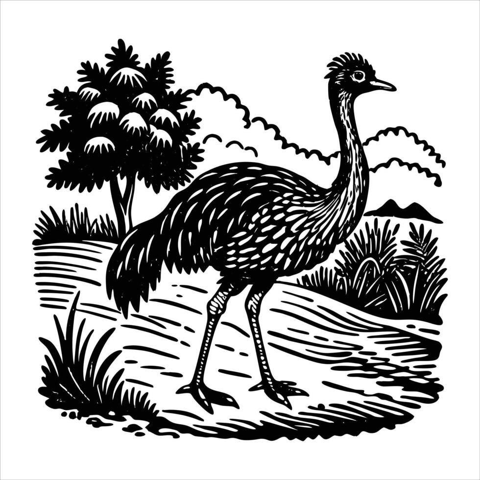 Southern Cassowary Stands vector