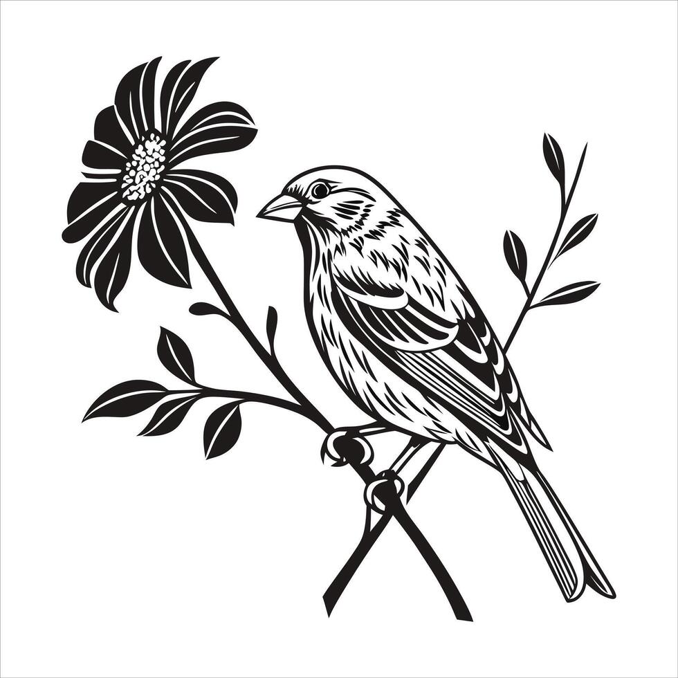 House Finch Pos vector
