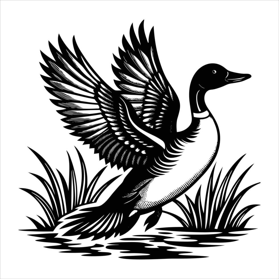 Northern Pintail Duck vector